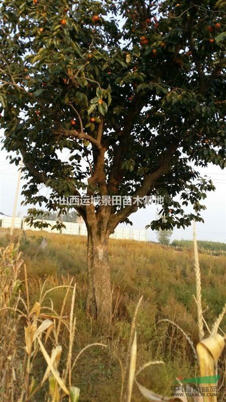 最新20公分柿子樹單價更新·20公分柿子樹價格更新20公分柿