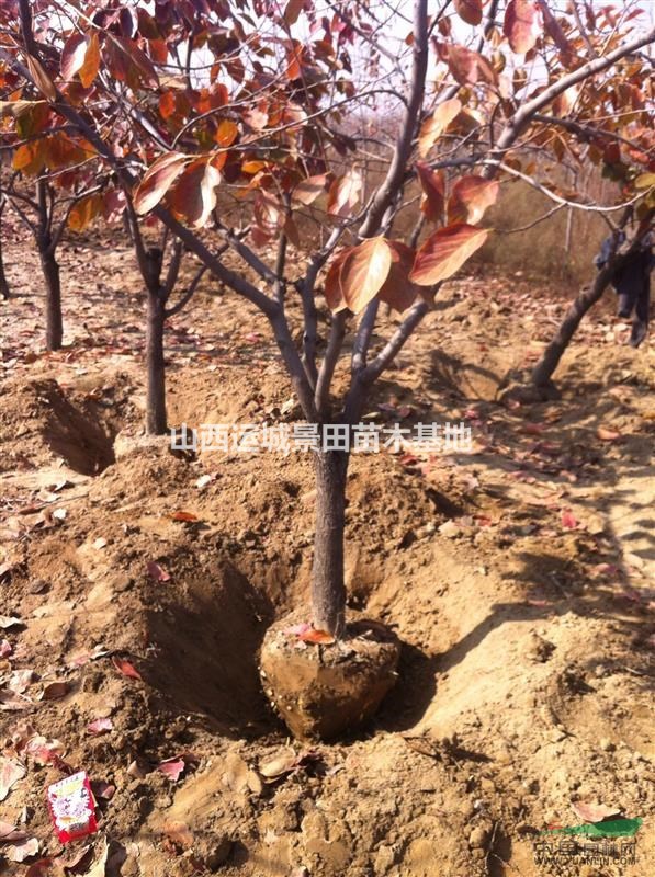 最新20公分柿子樹單價更新·20公分柿子樹價格更新20公分柿