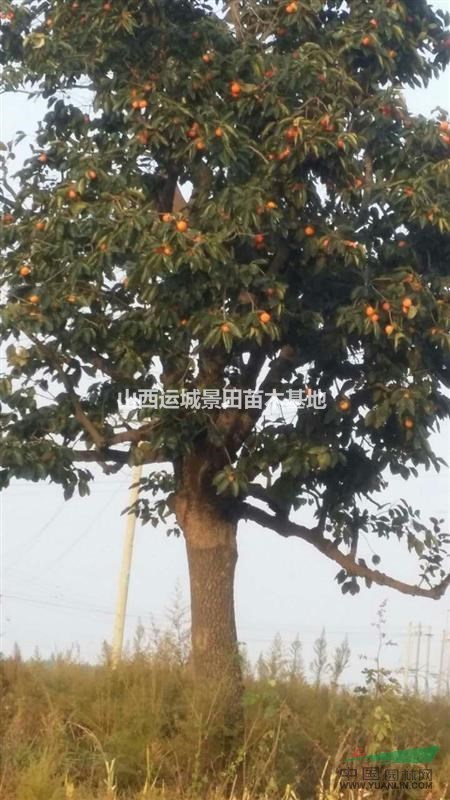 最新20公分柿子樹單價更新·20公分柿子樹價格更新20公分柿