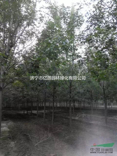 10-14公分速生白蠟 速生白蠟價格