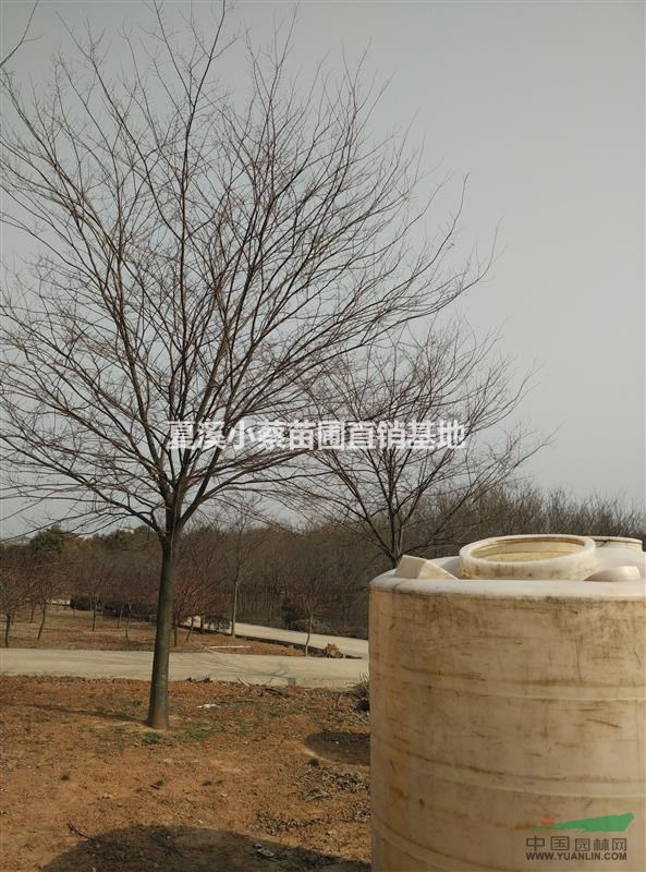 江蘇常州地區(qū)苗圃供應(yīng)8-15公分櫸樹