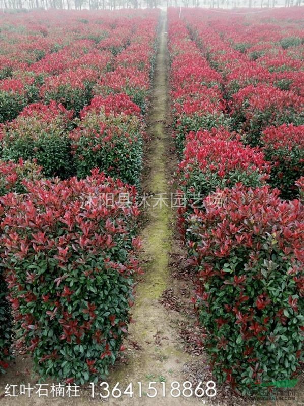 紅葉石楠柱