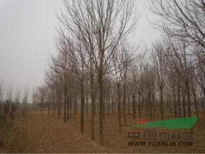 北京欒  金葉白蠟 國(guó)槐 法桐全冠18公分價(jià)格 法桐銷售基地