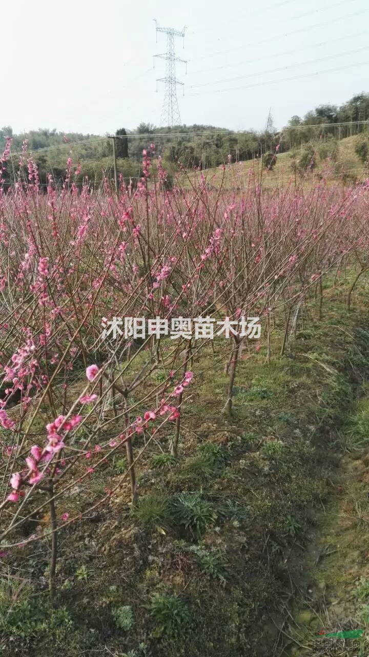 直供新疆紅梅小苗，直銷紅梅3公分，紅梅價(jià)格，紅梅數(shù)量大