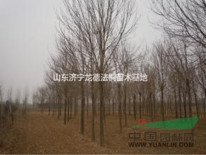 龍德法桐苗木基地 13公分法桐苗木價(jià)格 15公分全冠法桐價(jià)格