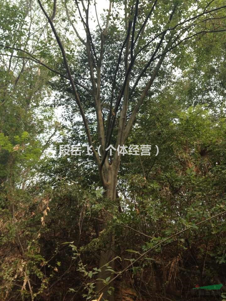 樸樹15-100/湖南樸樹/多頭樸樹/全冠樸樹