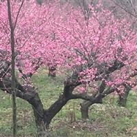 梅花，梅花價格，江蘇梅花,紅梅價格