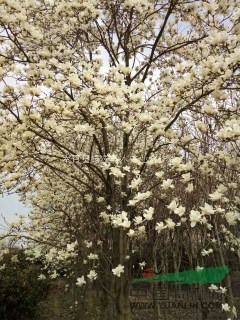 河南南陽(yáng)白玉蘭培育基地