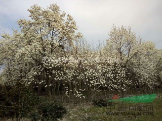 河南南陽(yáng)白玉蘭培育基地