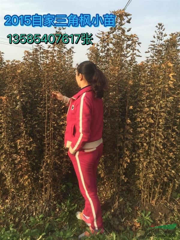 紅櫸樹小苗