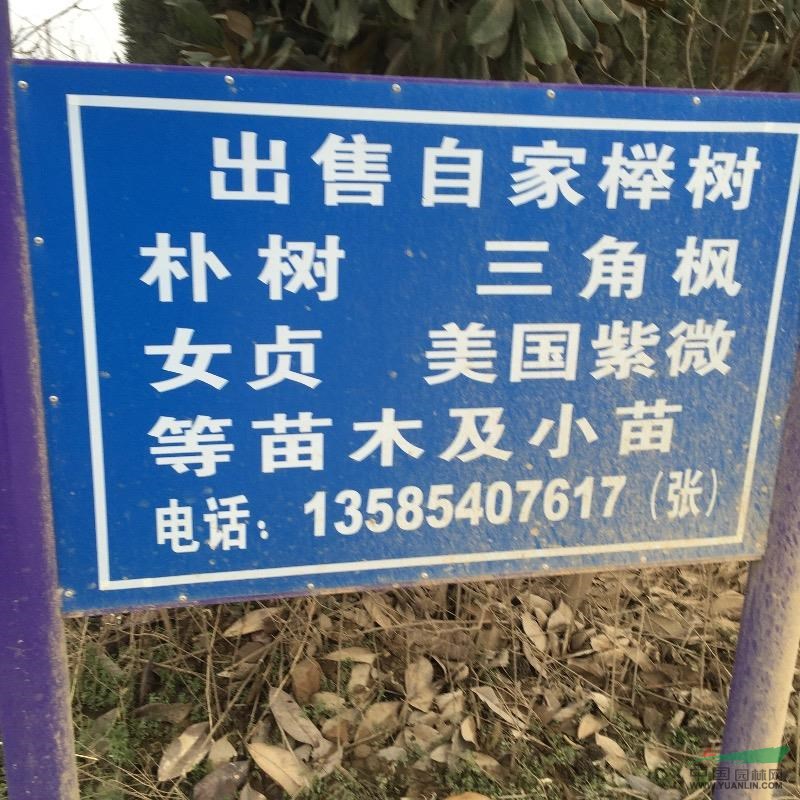 樸樹小苗