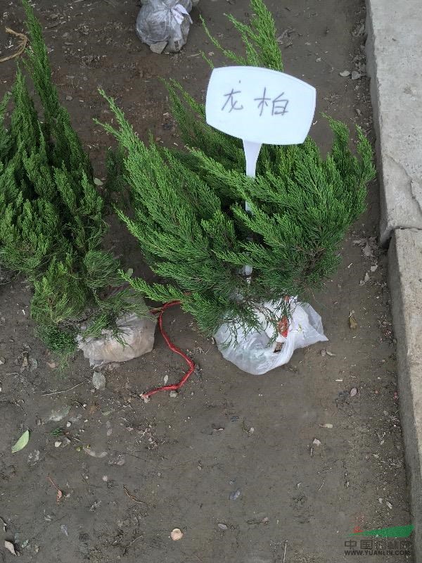 浙江地區(qū)供應(yīng)龍柏，龍柏球，直升龍柏