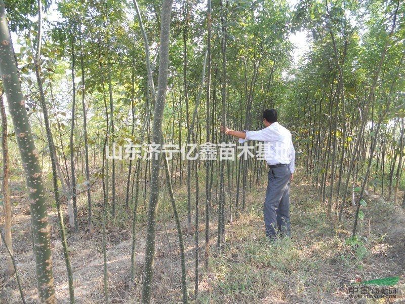 5公分國槐樹價格量大6公分國槐樹價格量大
