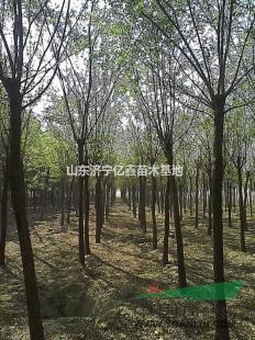 5公分國槐樹價格量大6公分國槐樹價格量大