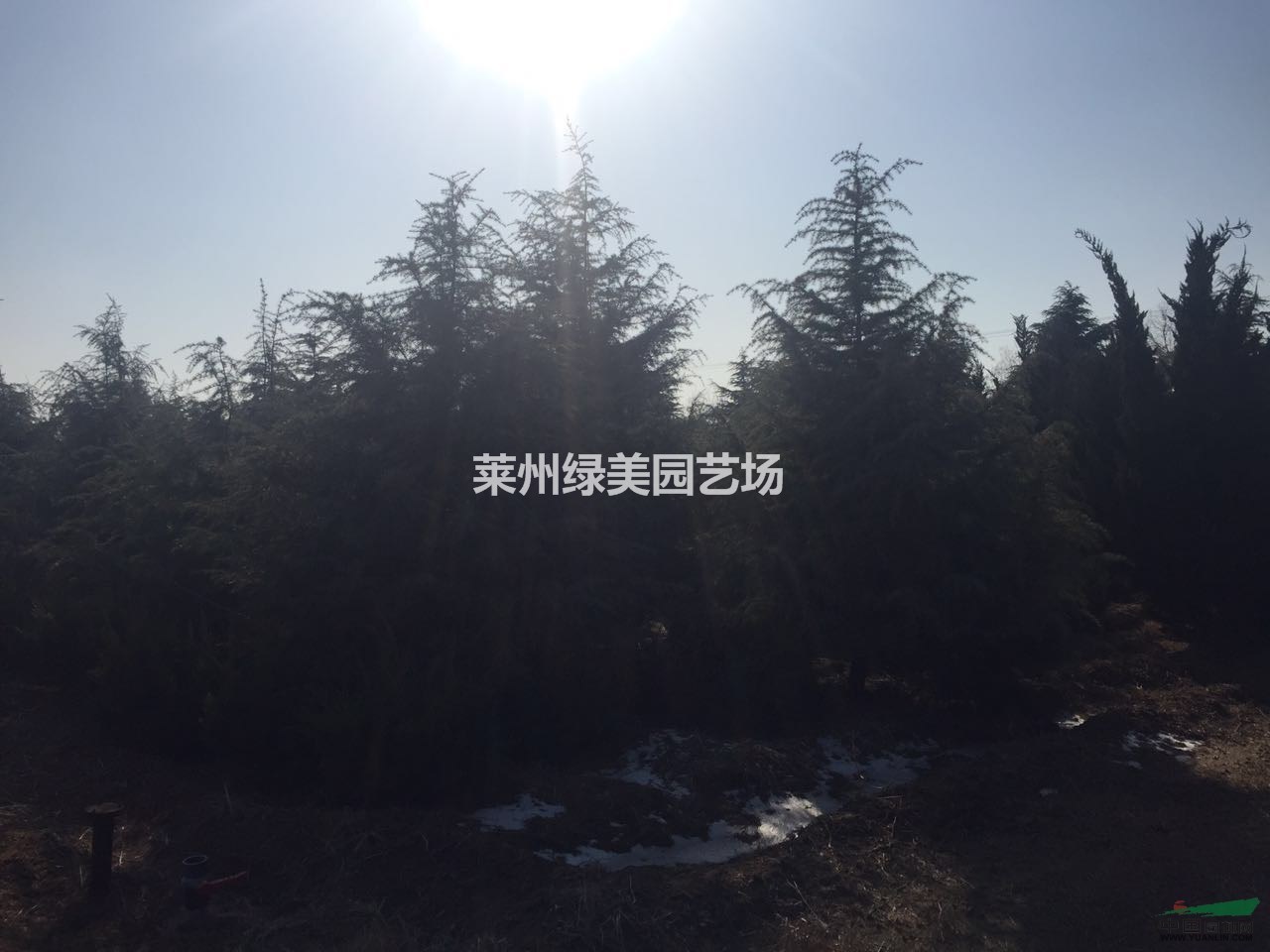 山東雪松▏山東雪松基地▏山東雪松價(jià)格▏山東雪松圖片