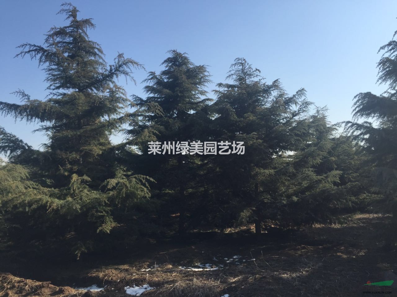 山東雪松▏山東雪松基地▏山東雪松價(jià)格▏山東雪松圖片