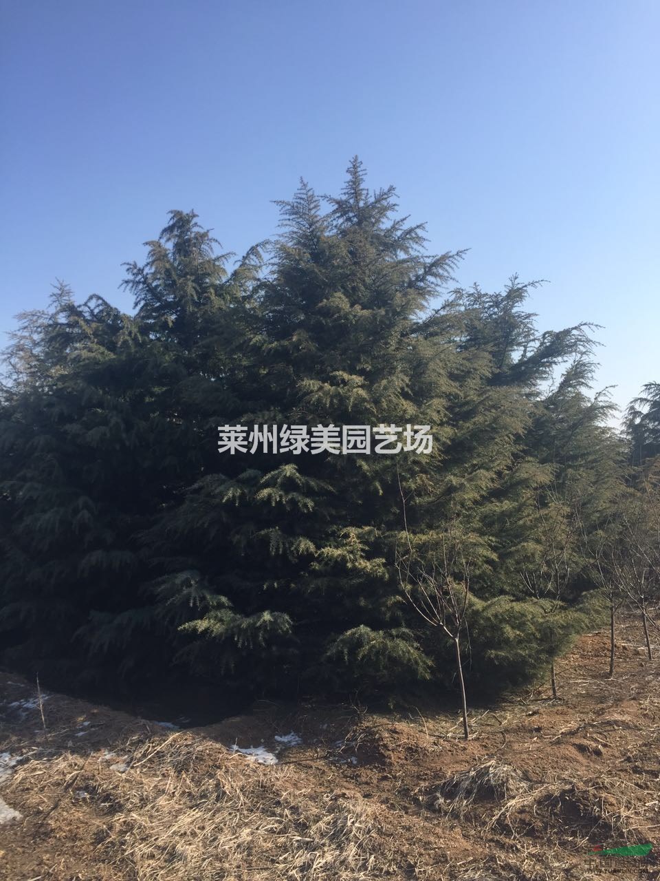 2016年春季山東雪松樹苗優(yōu)惠促銷啦