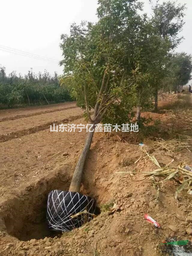 10公分國槐樹/15公分國槐樹價格表