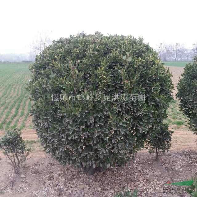 主要供應(yīng)洛陽質(zhì)量好的黃楊苗黃楊球