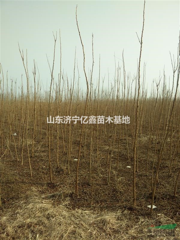 山東供應(yīng)2公分皂角小苗3公分皂角苗報價表
