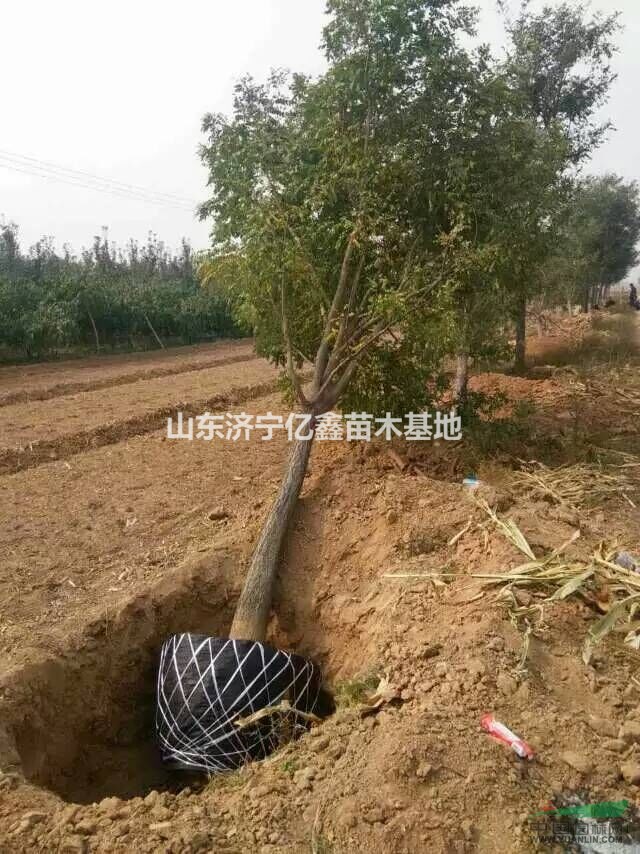 供應(yīng)12公分國(guó)槐報(bào)價(jià)12公分國(guó)槐多少錢