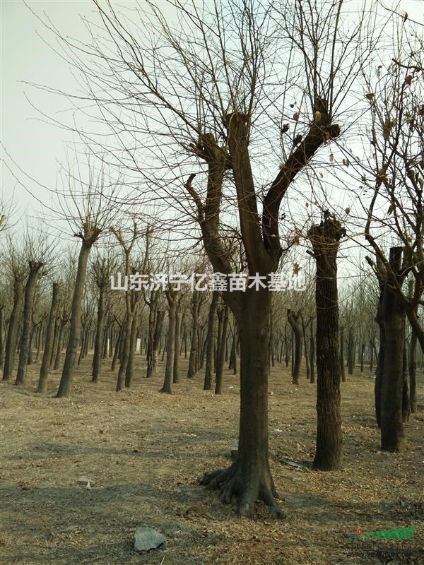 供應(yīng)5公分國(guó)槐價(jià)格8公分國(guó)槐價(jià)格20公分國(guó)槐單價(jià)