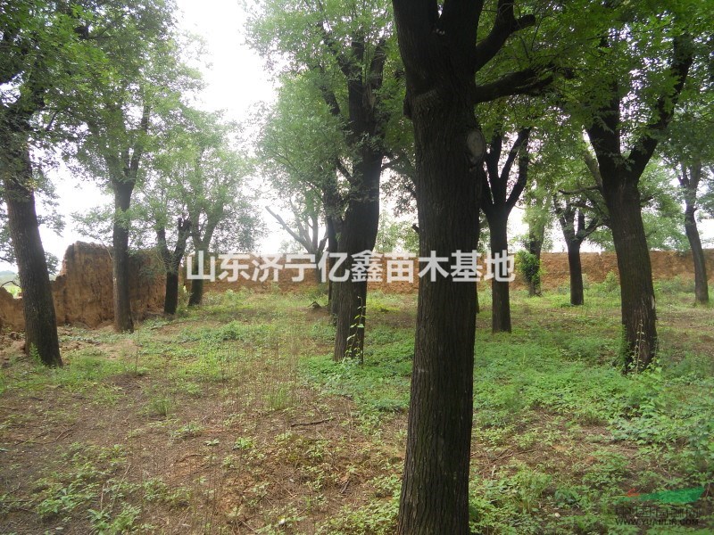 供應(yīng)5公分國(guó)槐價(jià)格8公分國(guó)槐價(jià)格20公分國(guó)槐單價(jià)