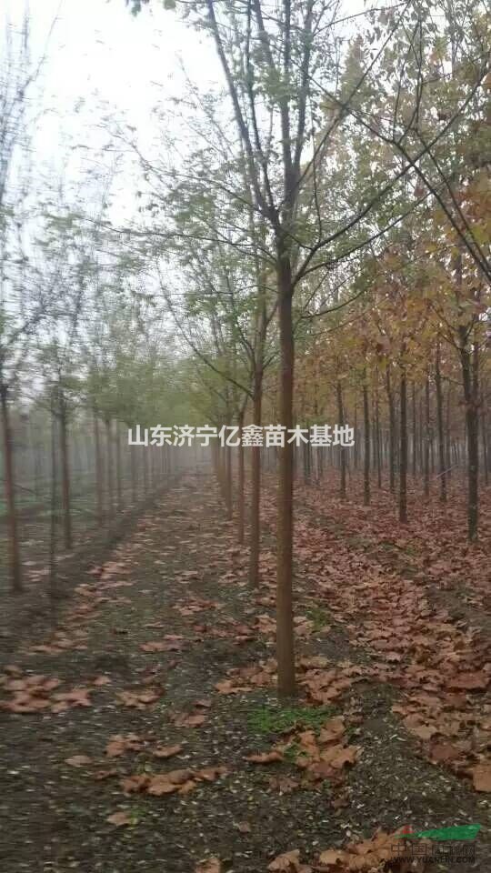 25公分法桐價格表28公分30公分法桐價格