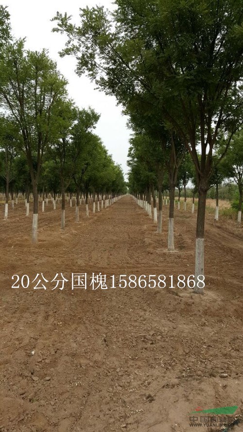 18公分國槐1300元 質(zhì)量好 信譽(yù)高的國槐銷售