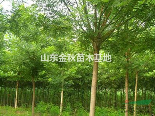 國槐價格 10公分價格報價 最新10公分國槐樹報價