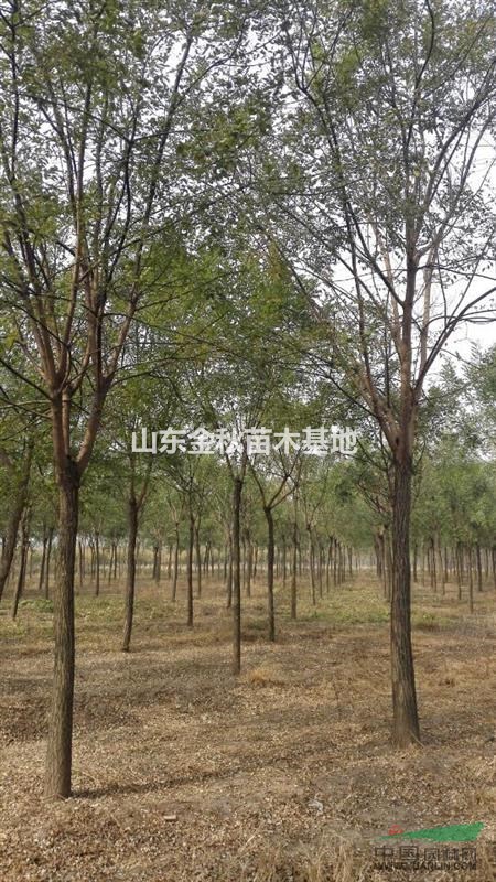 一級樹10公分國槐