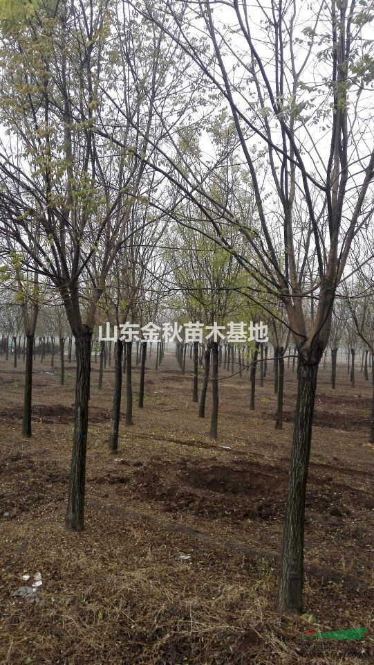 15公分國(guó)槐 精品國(guó)槐