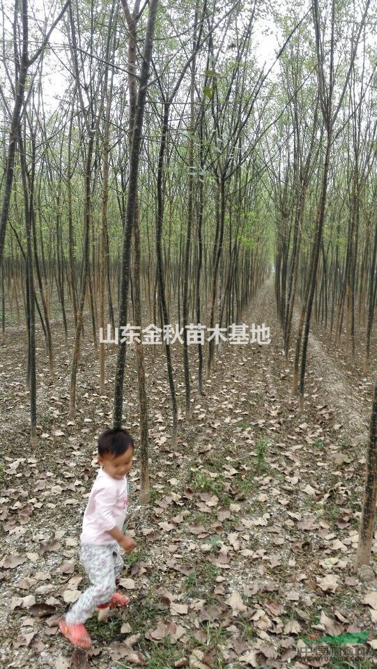 5公分國(guó)槐小苗