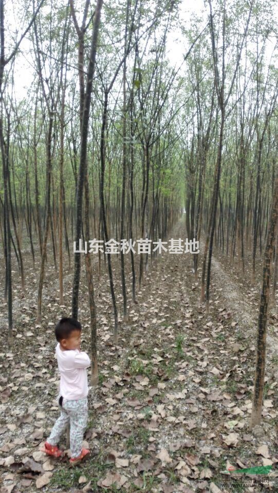 2公分國(guó)槐小苗