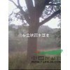 米徑40公分皂角價(jià)格報(bào)價(jià)