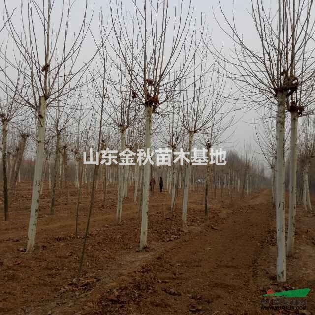 法桐樹價(jià)格 法桐價(jià)格報(bào)價(jià)