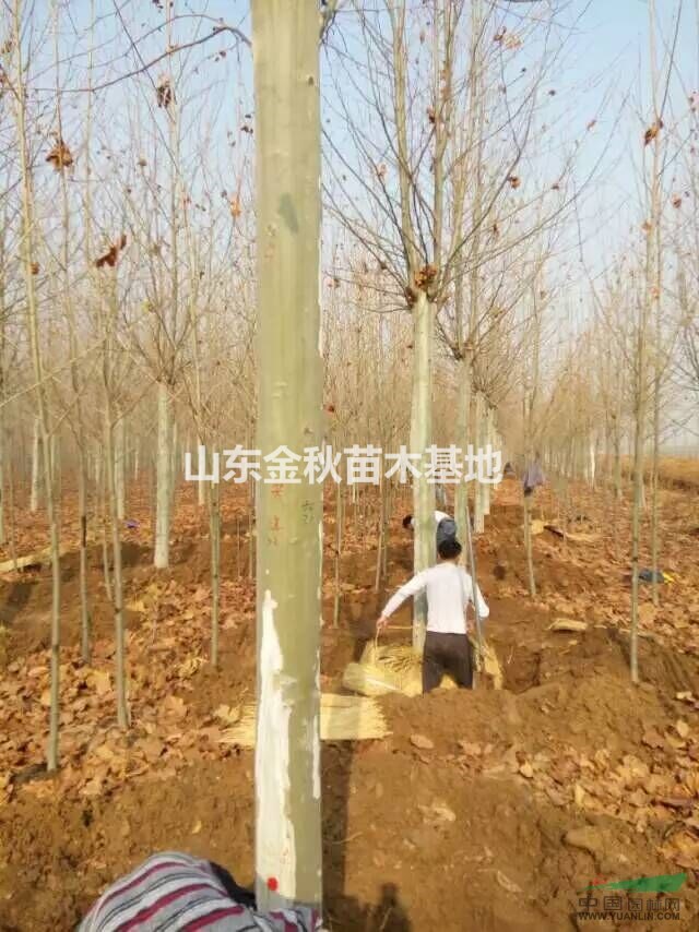法桐樹價(jià)格 法桐價(jià)格報(bào)價(jià)