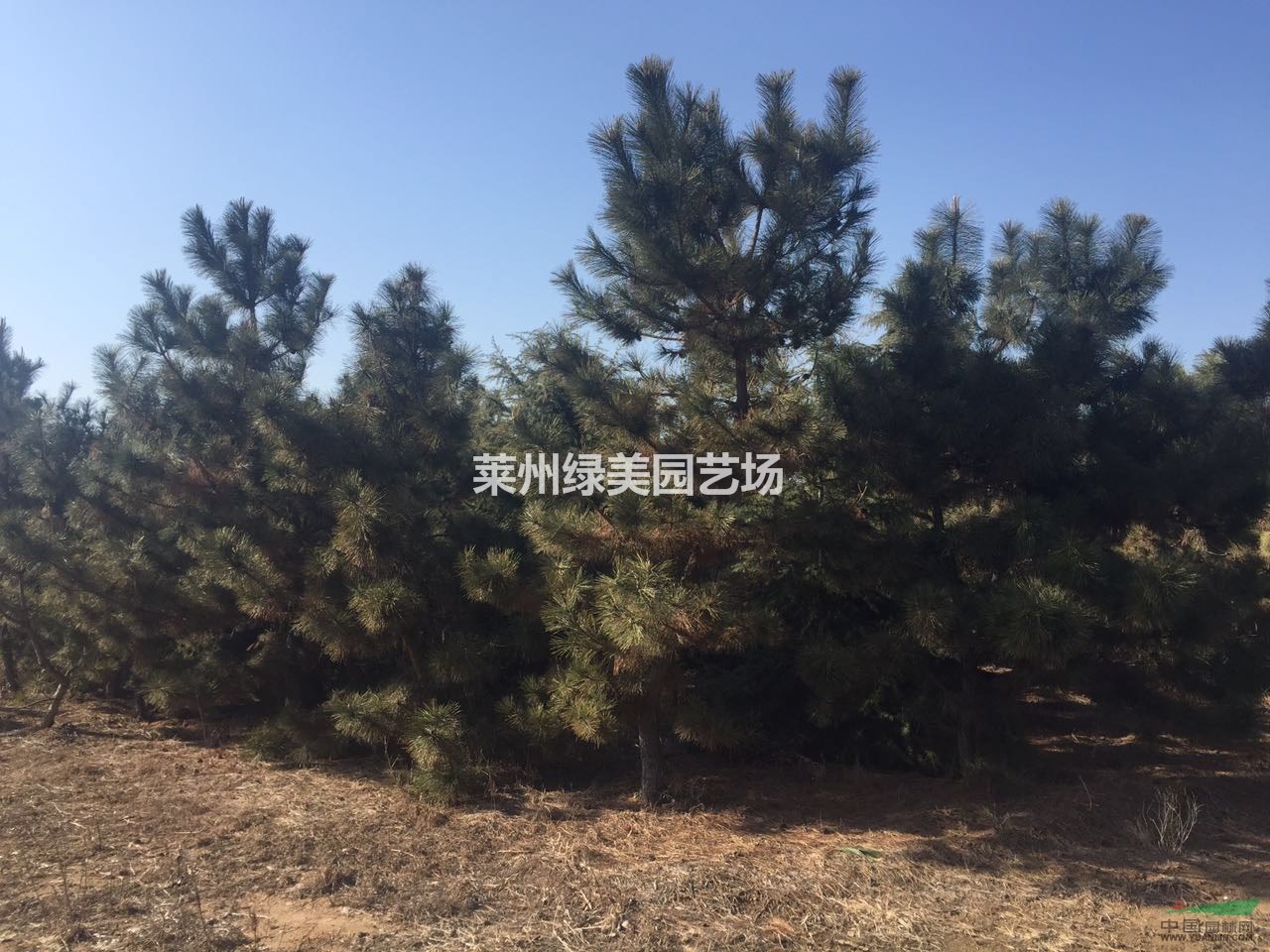 低價(jià)批發(fā)黑松，4公分到15公分黑松量大急售