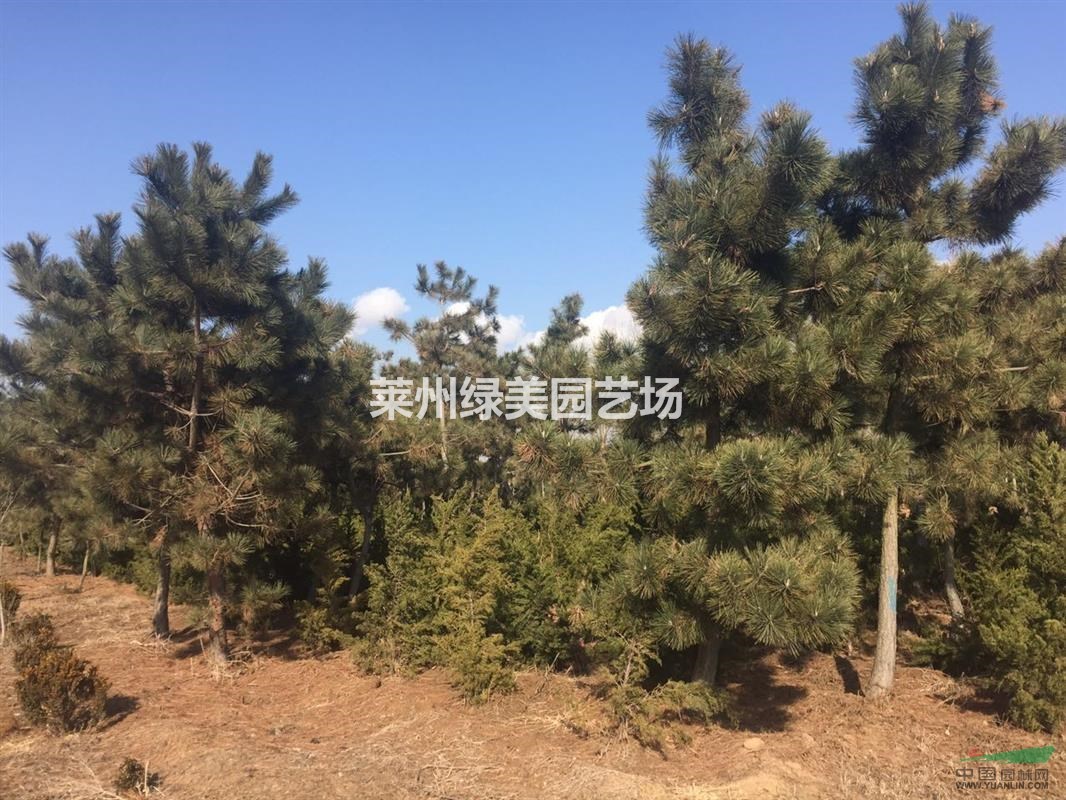 低價(jià)批發(fā)黑松，4公分到15公分黑松量大急售