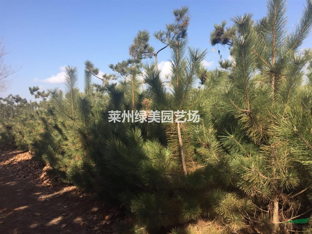 自家苗圃5萬棵黑松，10公分黑松最新報價