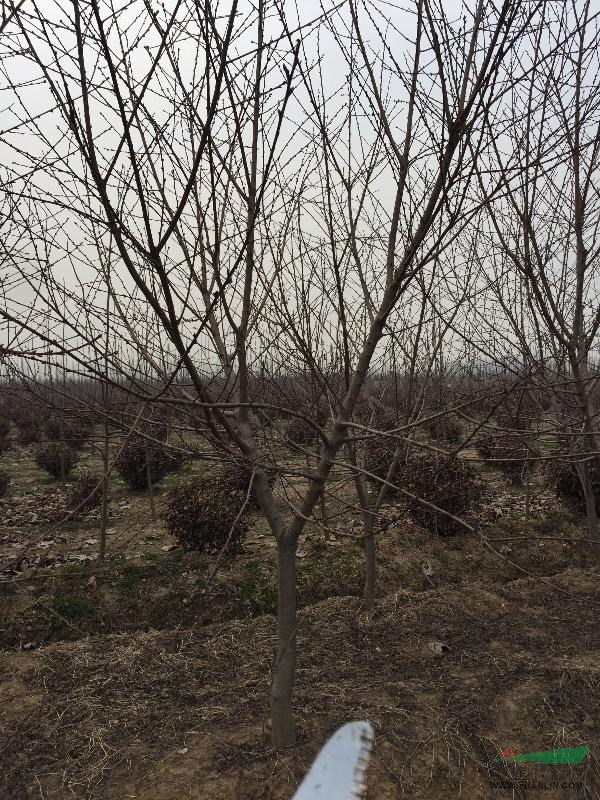 山東郯城京魯苗圃供紅葉碧桃
