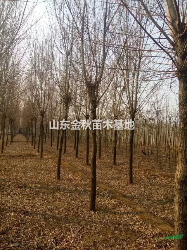 米徑12公分白蠟價格