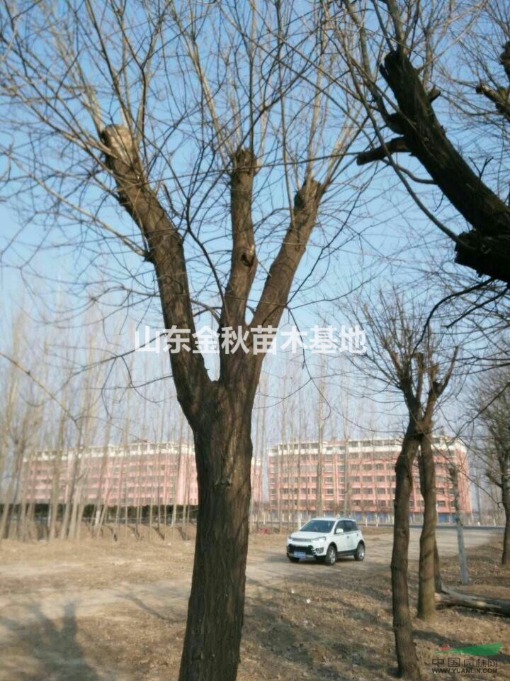 現(xiàn)在30公分國槐價格