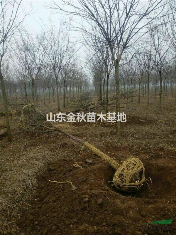 10公分國槐一級樹什么價格