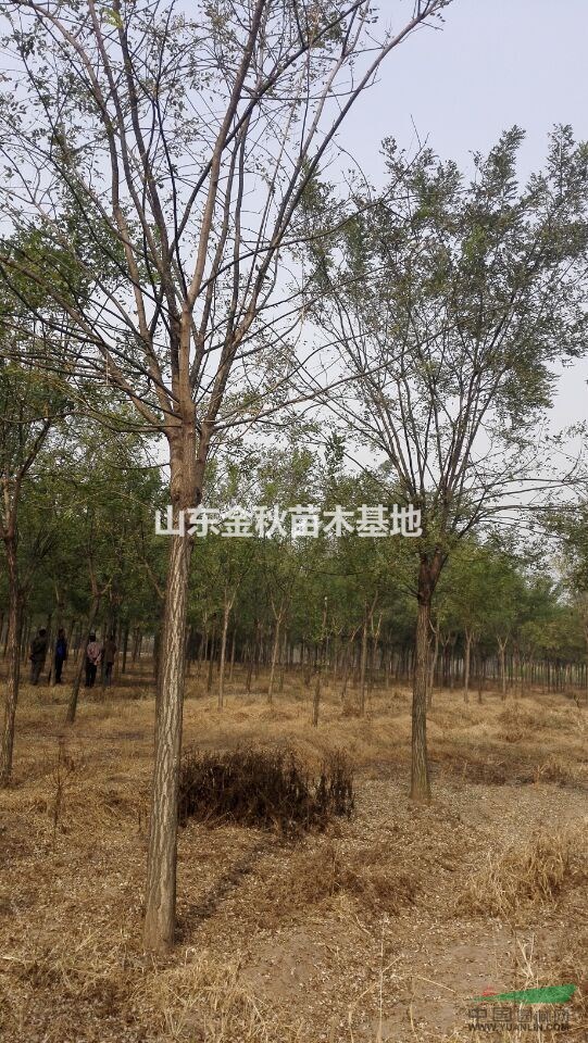 10公分國槐一級樹什么價格