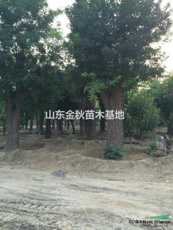30公分國槐多少錢棵