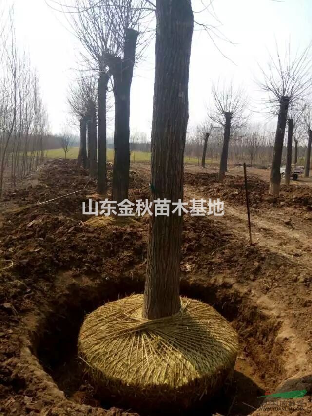 現(xiàn)在40公分國槐報(bào)價(jià)