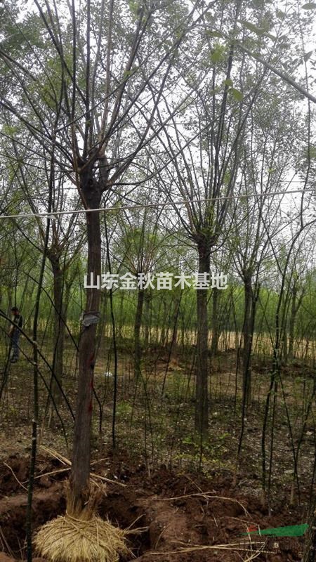 3公分國(guó)槐最低上車價(jià)格