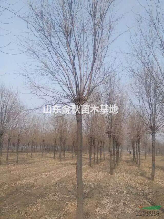 山東10公分國槐一級(jí)樹價(jià)格