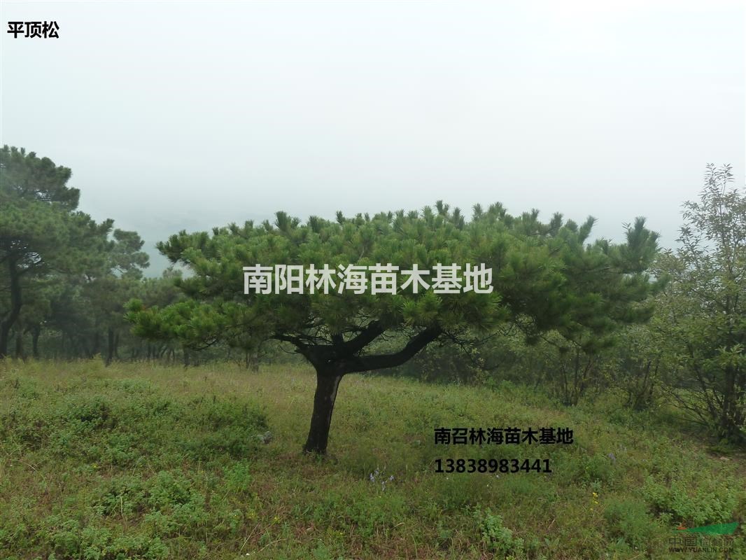 河南平頂松供應(yīng)基地,平頂松規(guī)格齊全